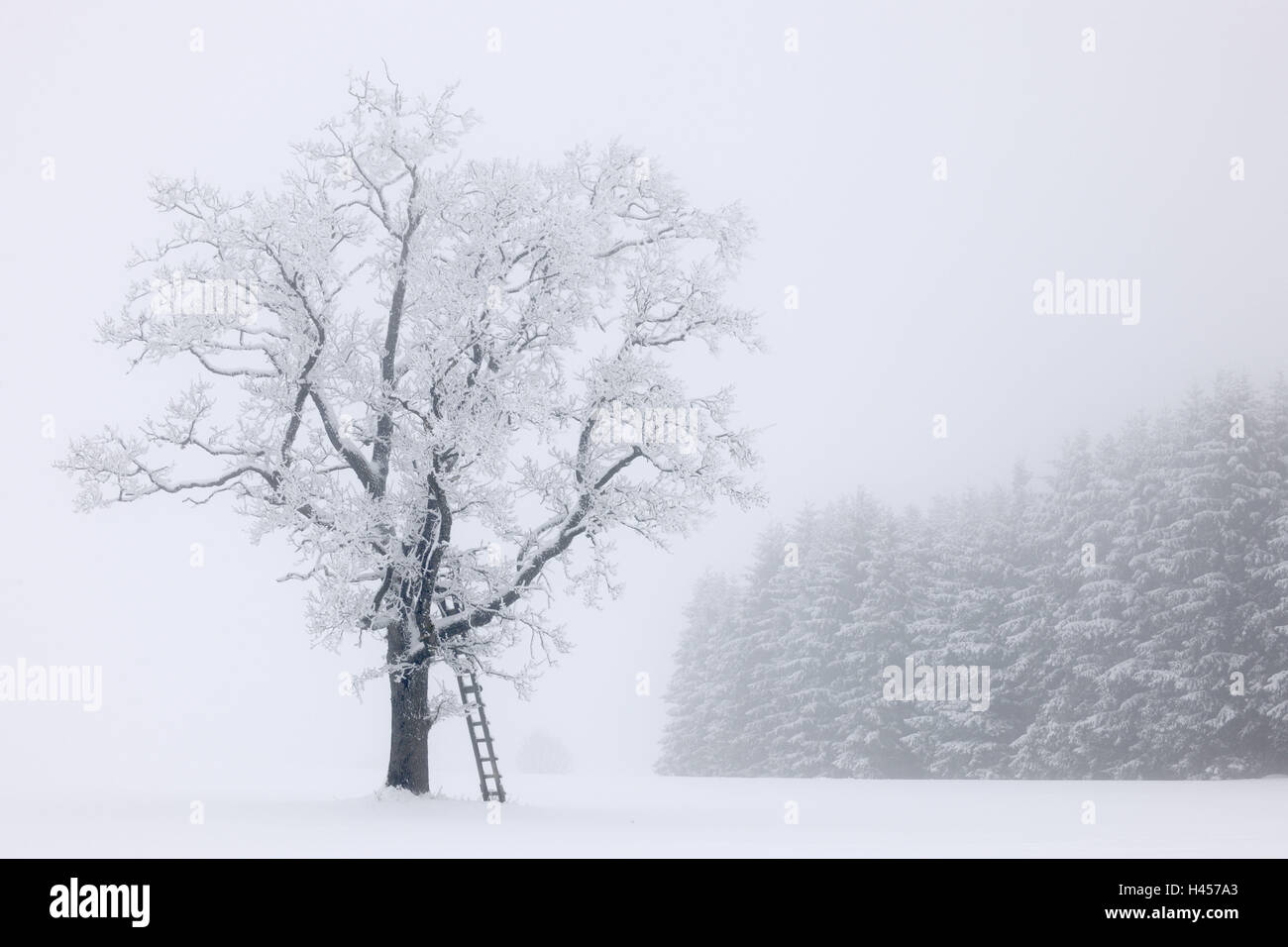 Stieleiche, Quercus Robur, Winter, Stockfoto