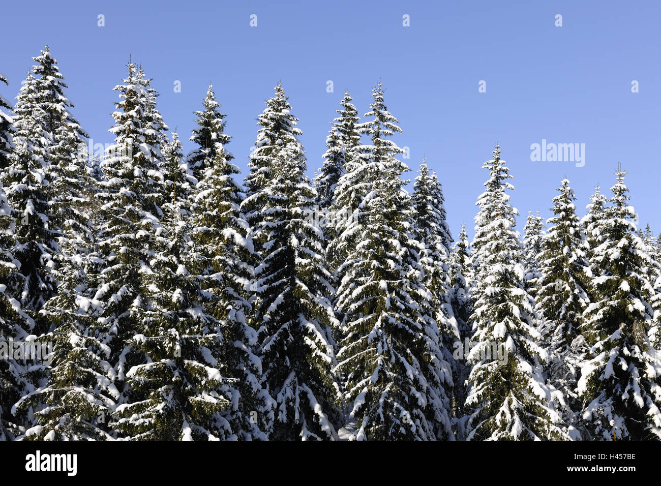 Fichtenwald, Winter, Stockfoto