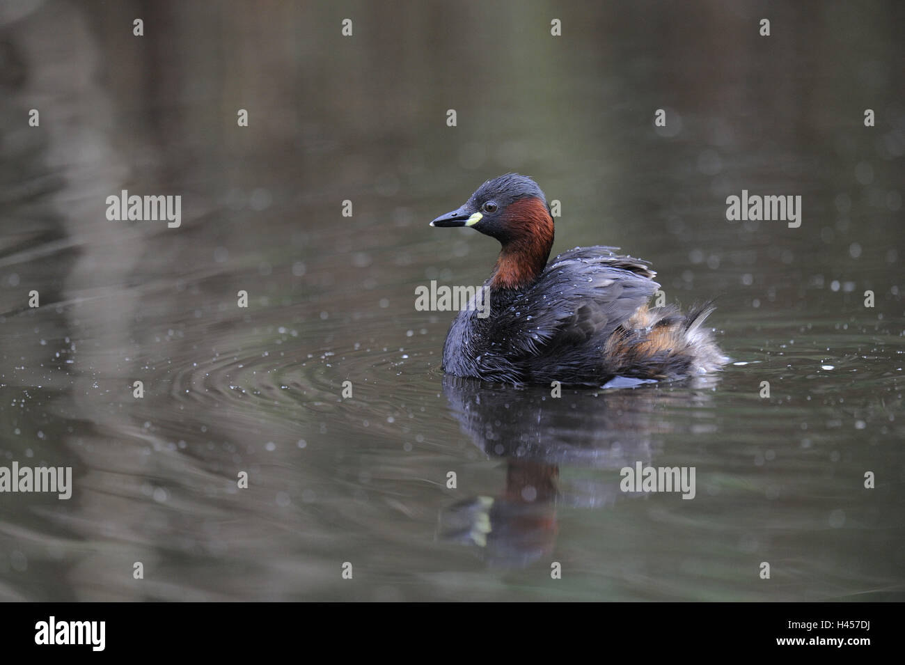 Zwerg Taucher, Tachybaptus Ruficollis, Stockfoto