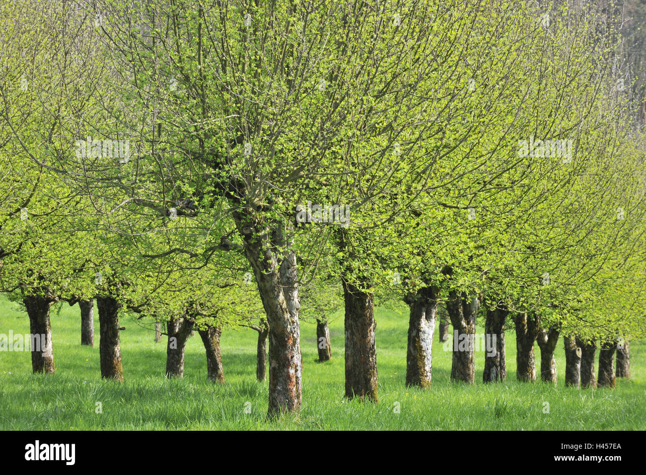 Apfelbäume, Stockfoto