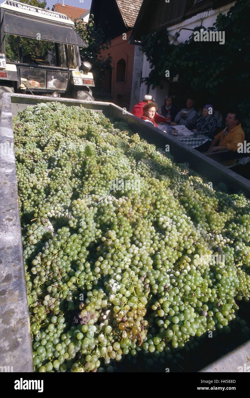 Weinlese, Traktor, Anhänger, Trauben, Familie, Pause, kein Model-Release, Österreich, Niederösterreich, Weinbaugebiet, Weinbau, Trauben, Ernte, Ernte-Zeit, Ernte, Ernte-Assistent, Person, Snack, außerhalb, Wirtschaft, Landwirtschaft, Stockfoto