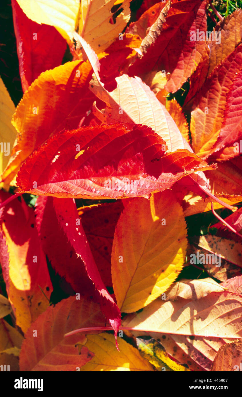 Oberfläche der Erde, Herbstlaub, hell, in der Nähe, Vielzahl, Laub, Blätter, verworfene, welke, Lüge, in ein Durcheinander, Vielfalt, bunt, Herbstfärbung, spielen Farbe, Farben, Farbenpracht, Farbvielfalt, Färbung, herbstliche Herbst, Saison, Vergänglichkeit, Herbst, Herbststimmung, Natur, Stillleben, Hintergrund, Stockfoto