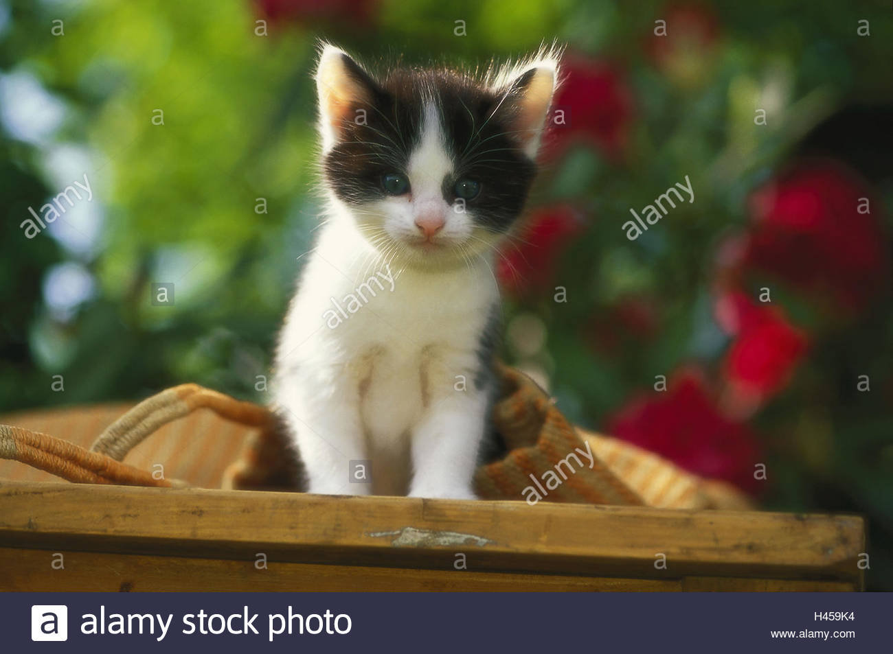 Kitten Maine Coon Mischling Sitzen Portrait Tier