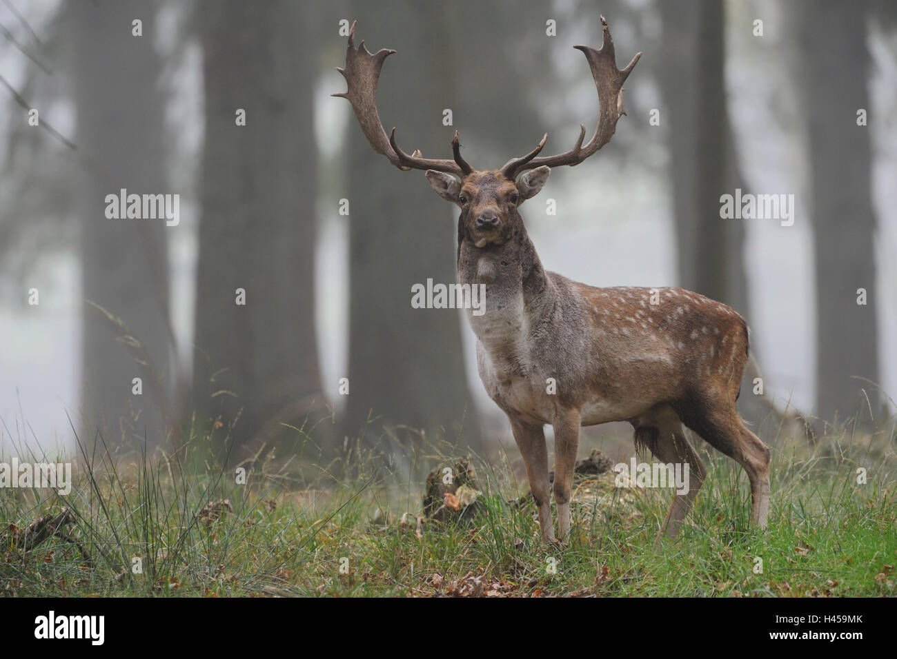 Damwild / Damhirsch (Dama Dama), starke buck, beobachten, stehen in offenen Wäldern, nebligen Oktober Morgen, Deutschland. Stockfoto