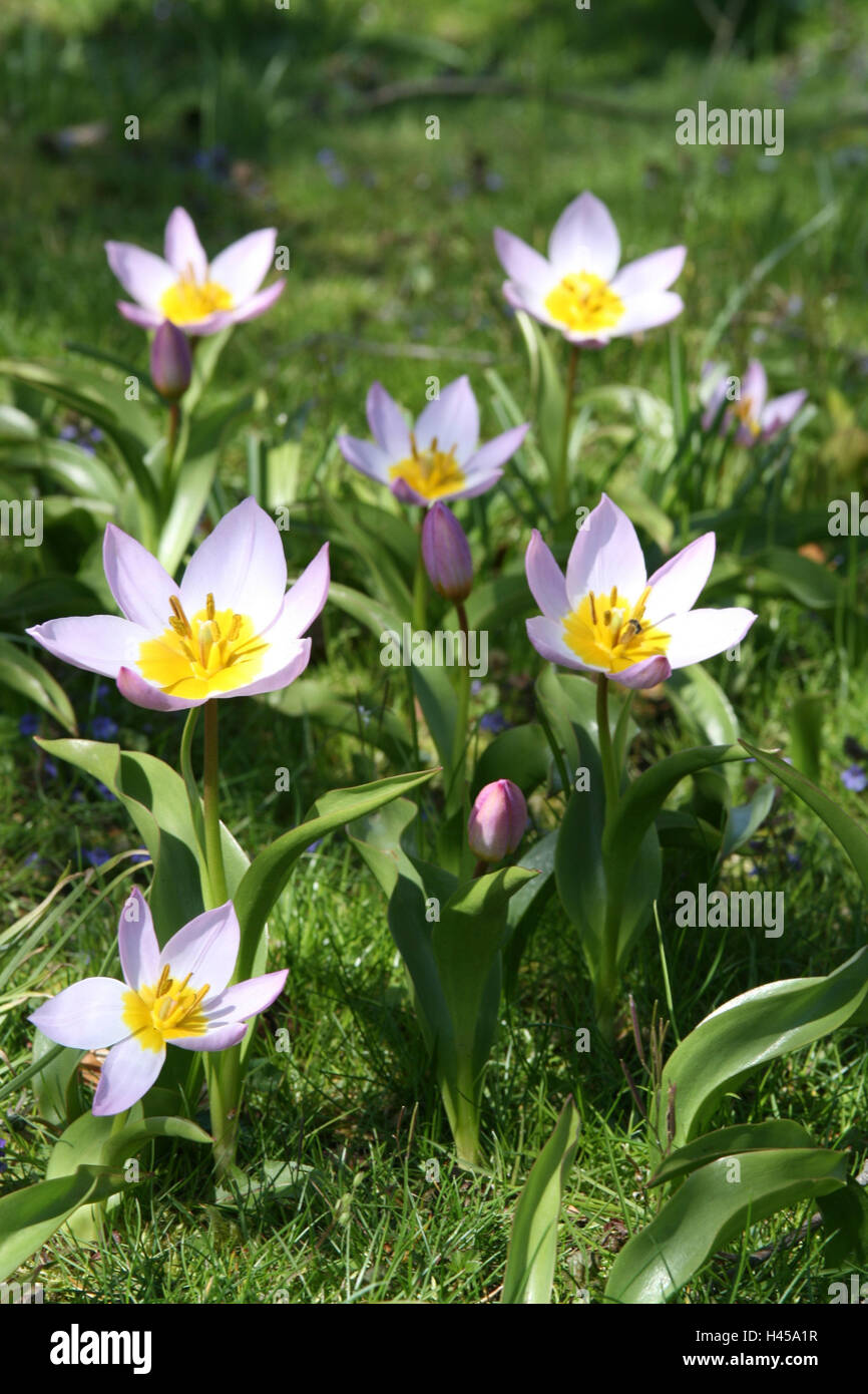 Wiese, Kretische Tulpen, Tulipa Inselbogens, Garten, Blumengarten