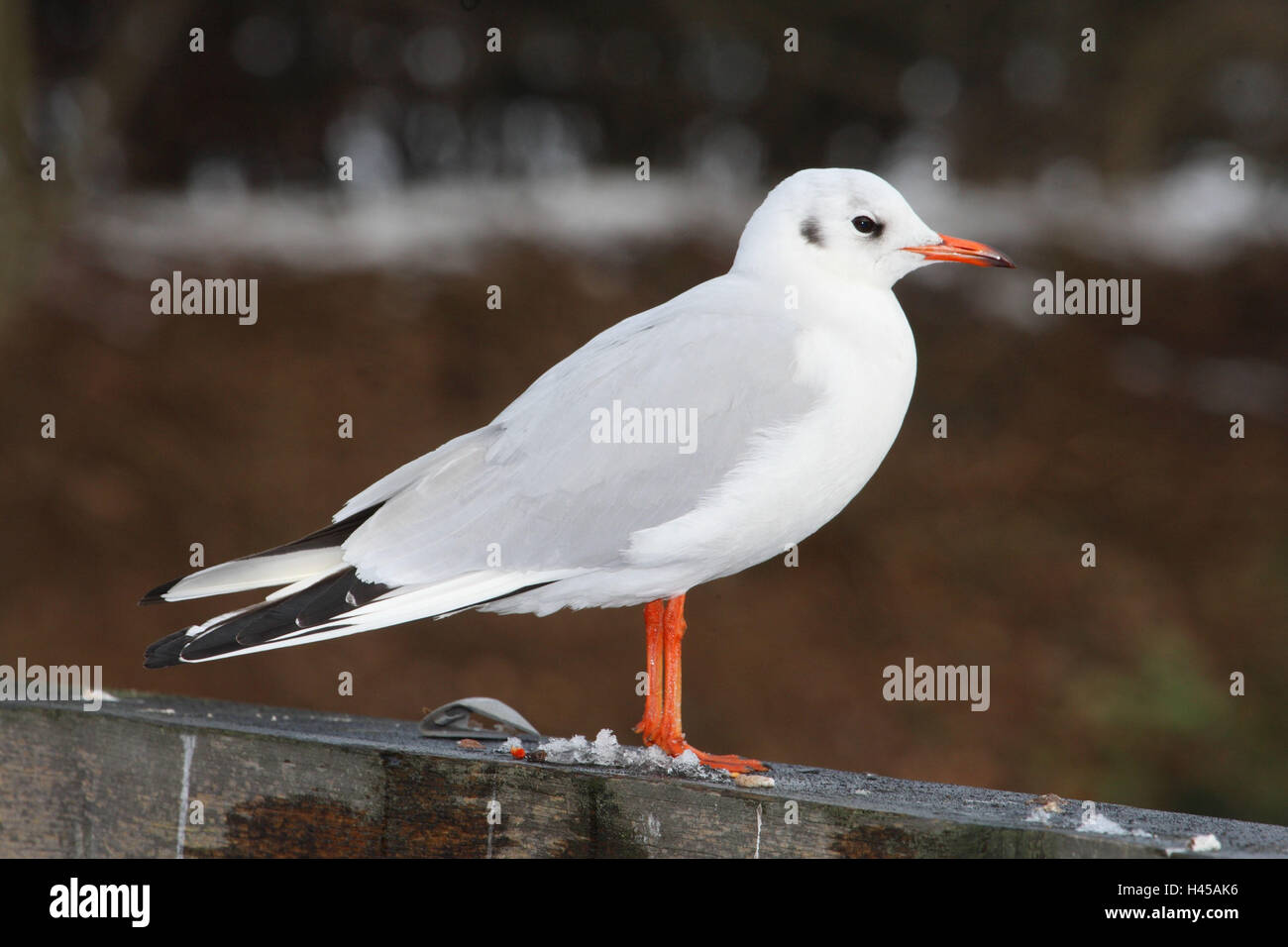 Lachmöwe, Larus Ridibundus, Stockfoto