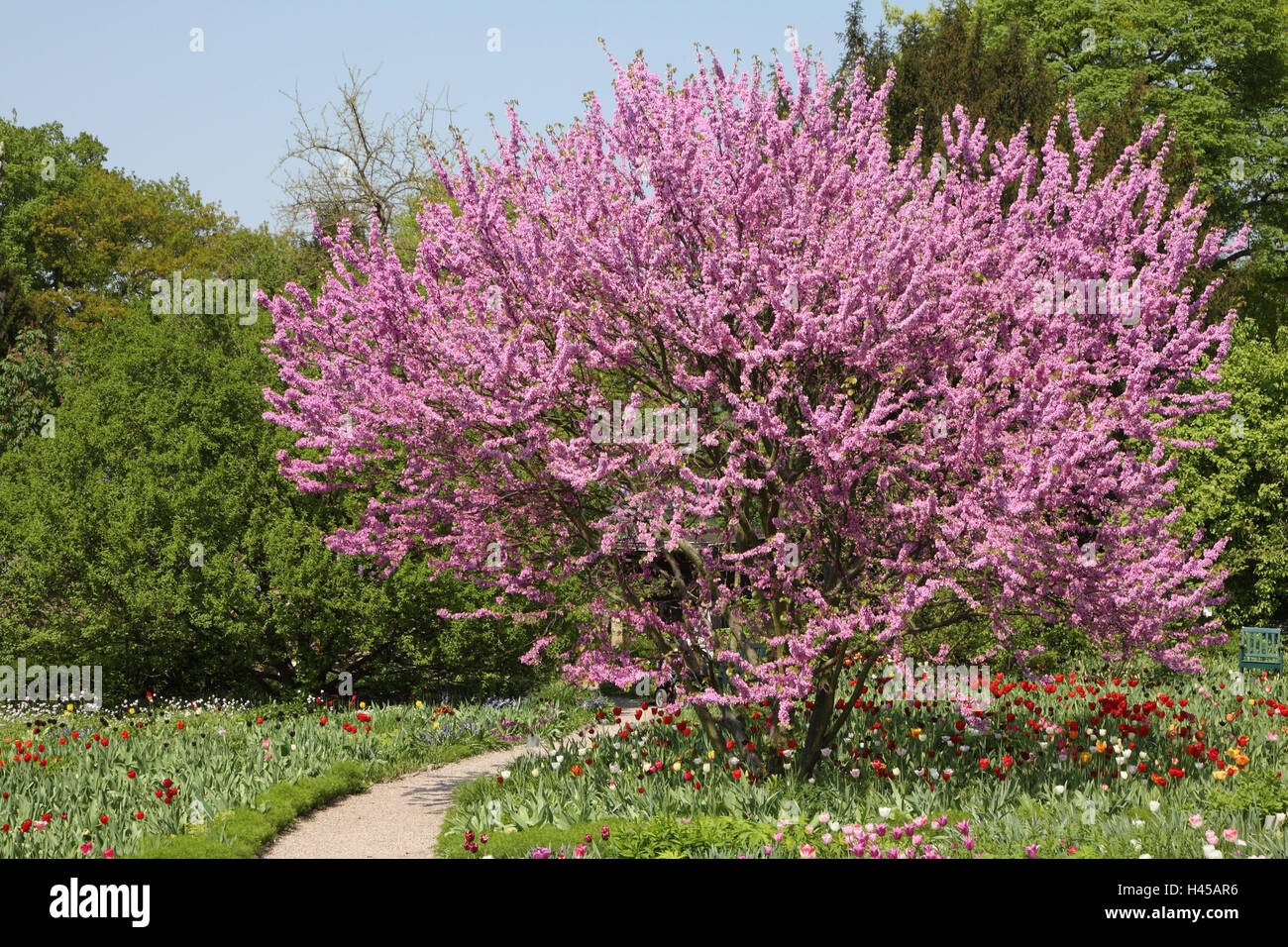 Judasbaum, CER C scharfen Siliquastrum, Tulpen, Tulipa, Wiese, Stockfoto