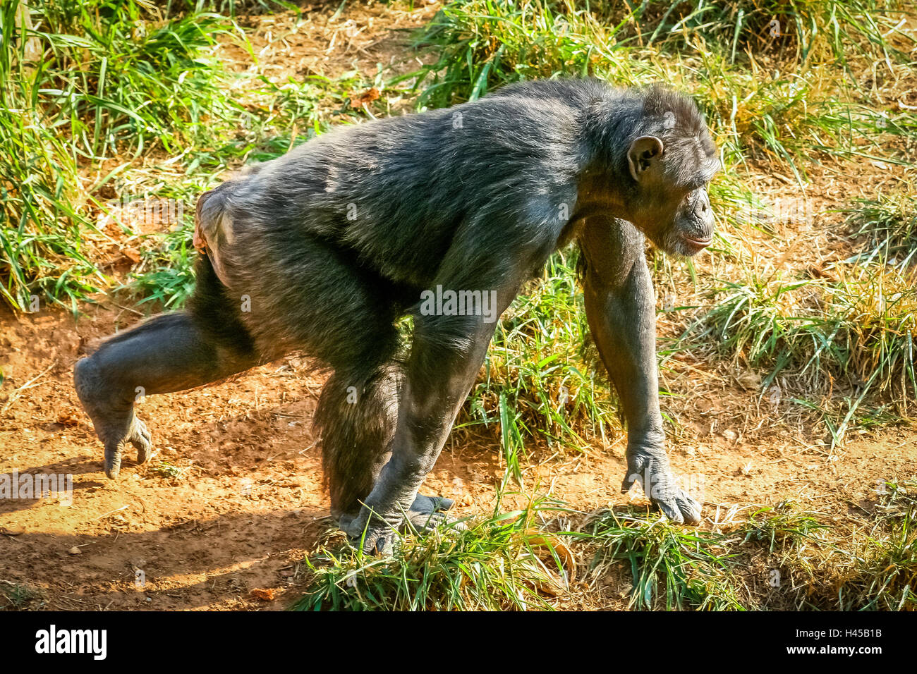 Große schwarze Gorilla im Zoo in Mysore in Indien laufen Stockfoto