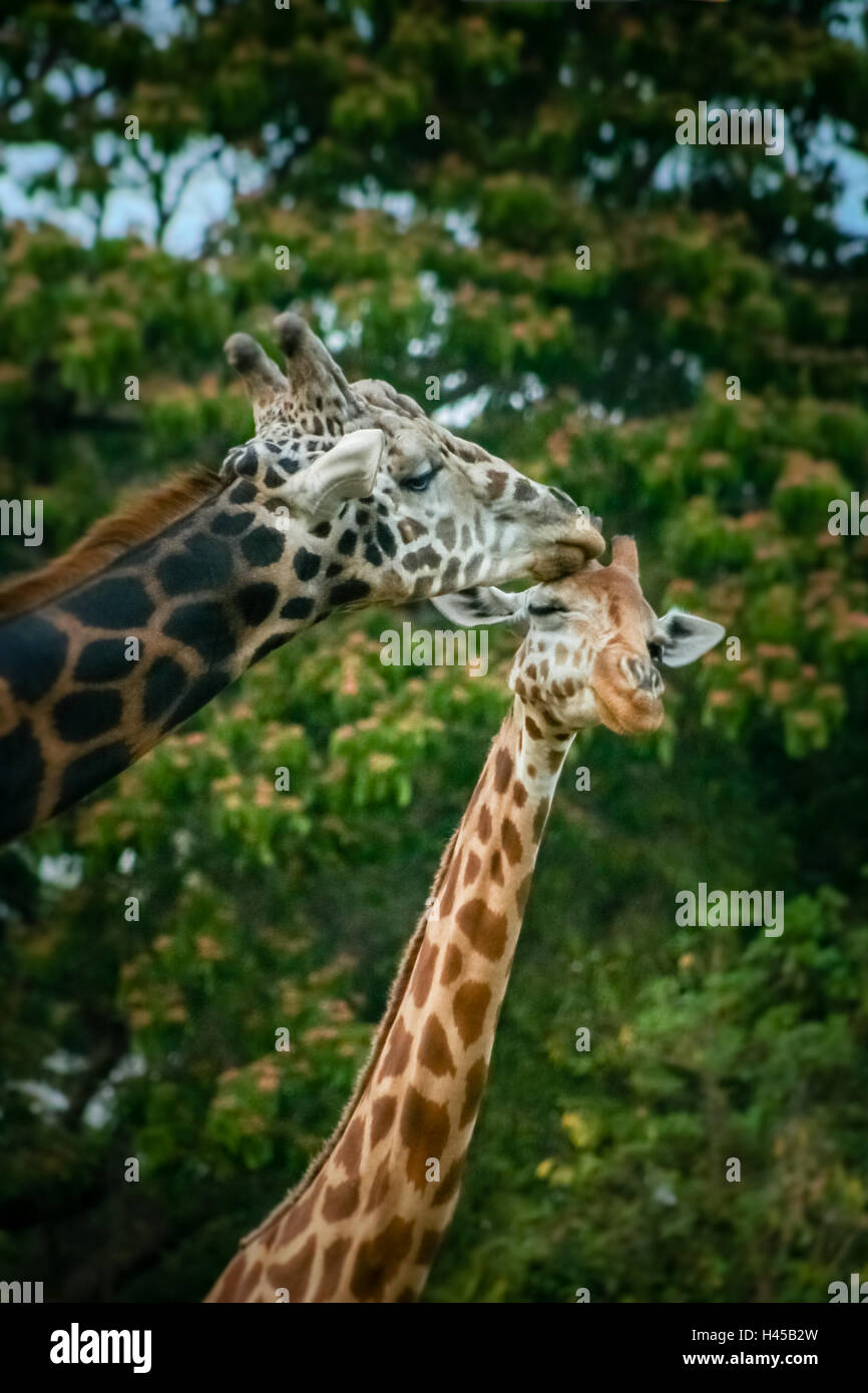Zwei afrikanische Giraffen Paarung Zoo Mysore, Indien Stockfoto
