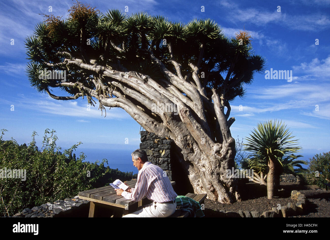 Spanien, die Kanarischen Inseln, La Palma, Puntagorda, der Drachenbaum, Tourist, Stockfoto