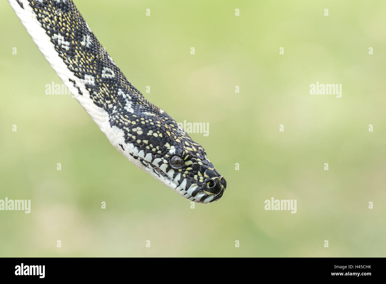 Diamant-Python, einheimische Schlangenarten Australiens Stockfoto
