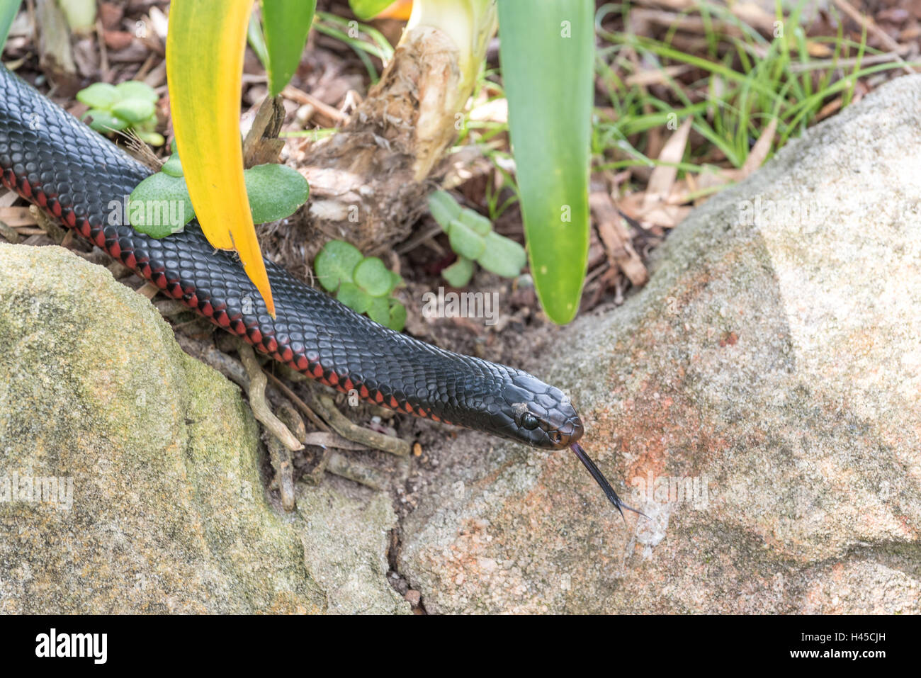 Rotbauch schwarze Schlange, Giftschlange einheimische Arten in Australien. Stockfoto