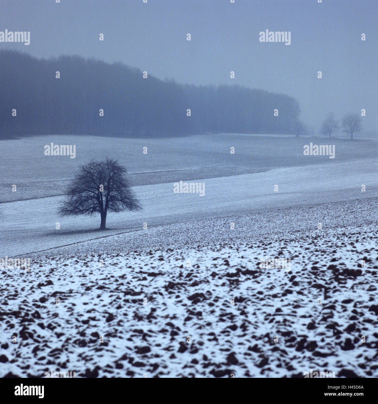 Feld, Landschaft, Winter, Nebel, Stockfoto