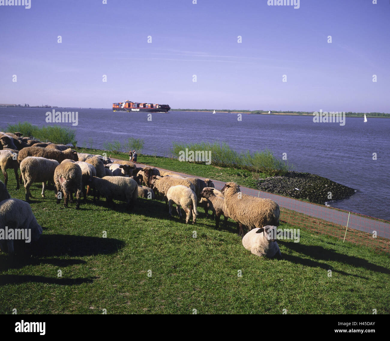 Deutschland, Niedersachsen, altes Land, Twielenfleth, Elbdeich, Schafe, Norddeutschland, Hollern-Twielenfleth, Fluss, Elbe, Wasser, Deich, Küste, Landwirtschaft, Viehzucht, Haustiere, Tiere, Tiere nutzen, konzentriert sich, Herde von Schafen, Frachter, Frachtschiff, Navigation, Segelboote, zu halten Stockfoto