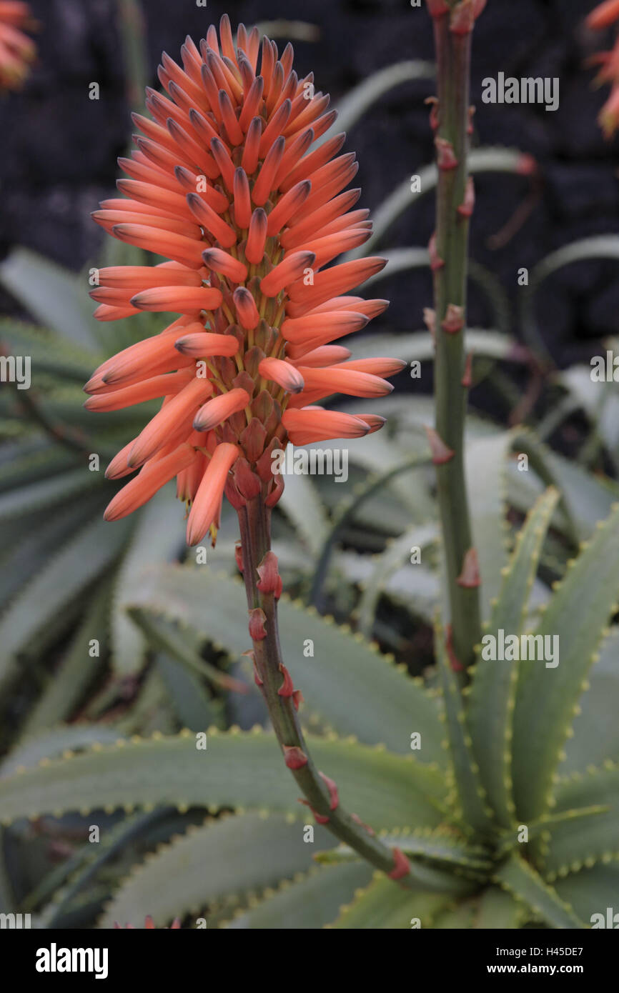 Spanien, die Kanaren Insel Lanzarote, Aloepflanze, Aloe Succotrina,  Bltenstand, Detail, Vulkaninsel, Vegetation, Natur, Botanik, Pflanzen,  Bltter, Griff, Blte, Aloeblte, rot, Affodillgewchs Stockfotografie -  Alamy
