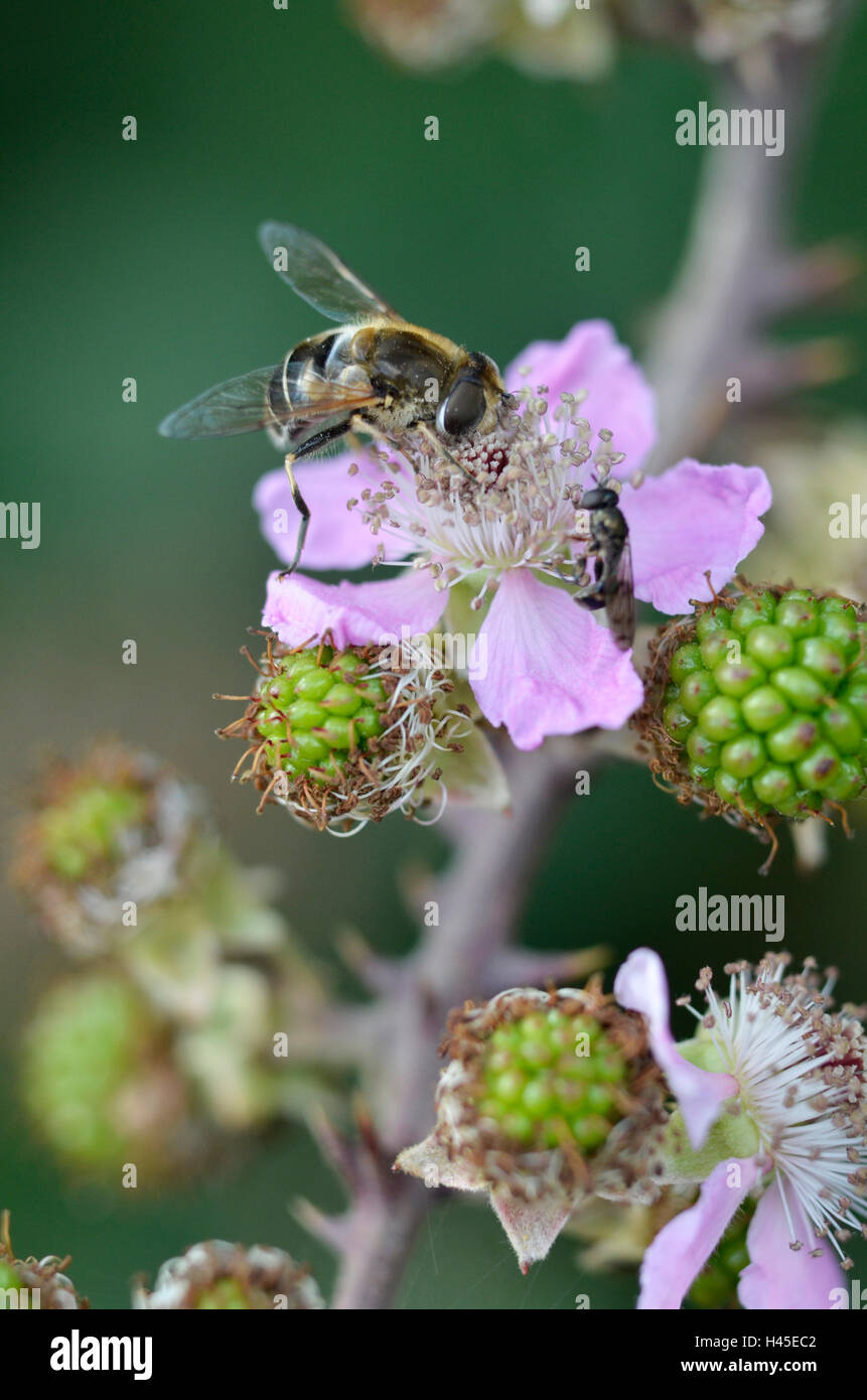 Honig Bienen Nektar sammeln Stockfoto