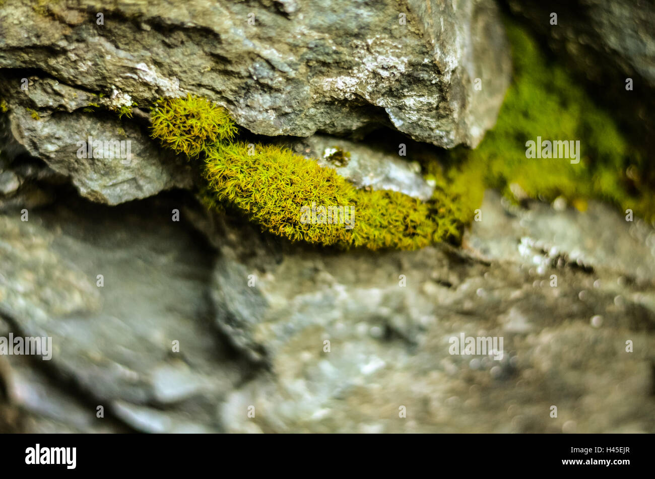 nass, grünes Moos wächst zwischen Felsen Riss Stockfoto