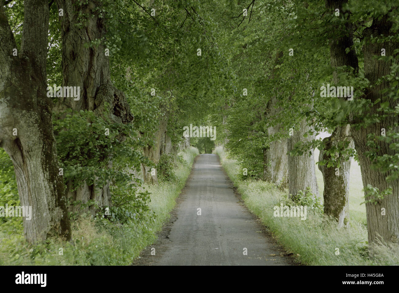 Deutschland, Bayern, Prälat Weg, Avenue, Bäume, Allgäu, Schwaben, Marktoberdorf, Weg, entfernte Wanderweg, menschenleer, Natur, Wanderweg, Straße, leer, großblättrigen Bäume, übermäßig, grün, Sommer, Stockfoto