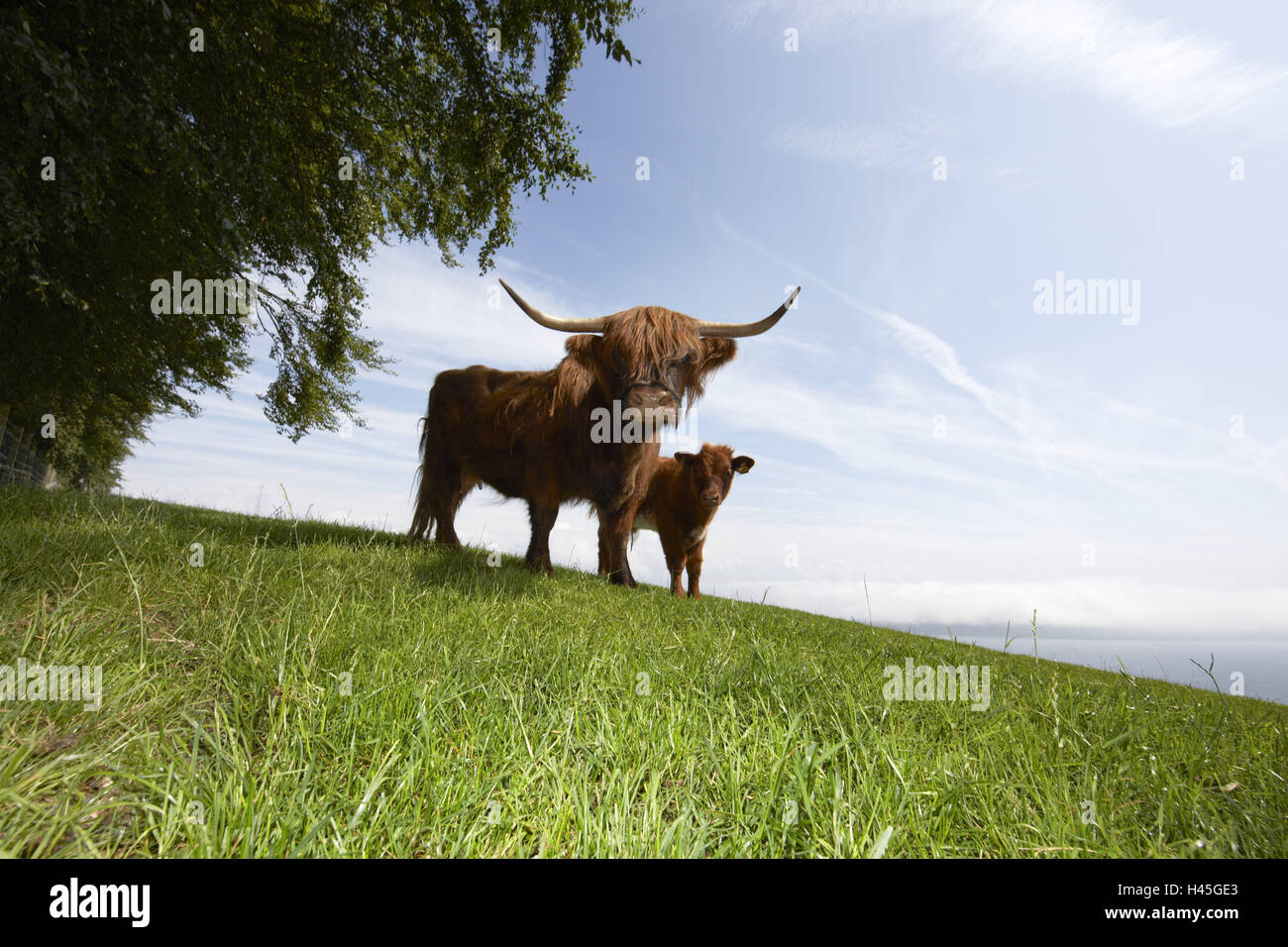 Wiese, schottische Hochlandrinder, Kalb, Stockfoto