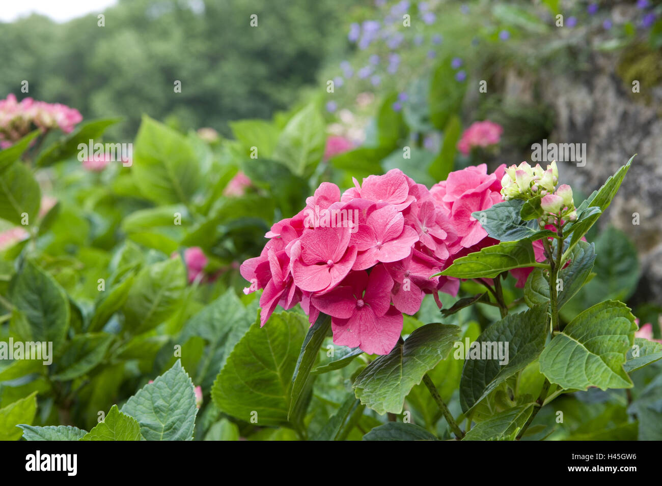 Hortensie Hydrangea Spec, Detail, Blüten, rosa, Stockfoto