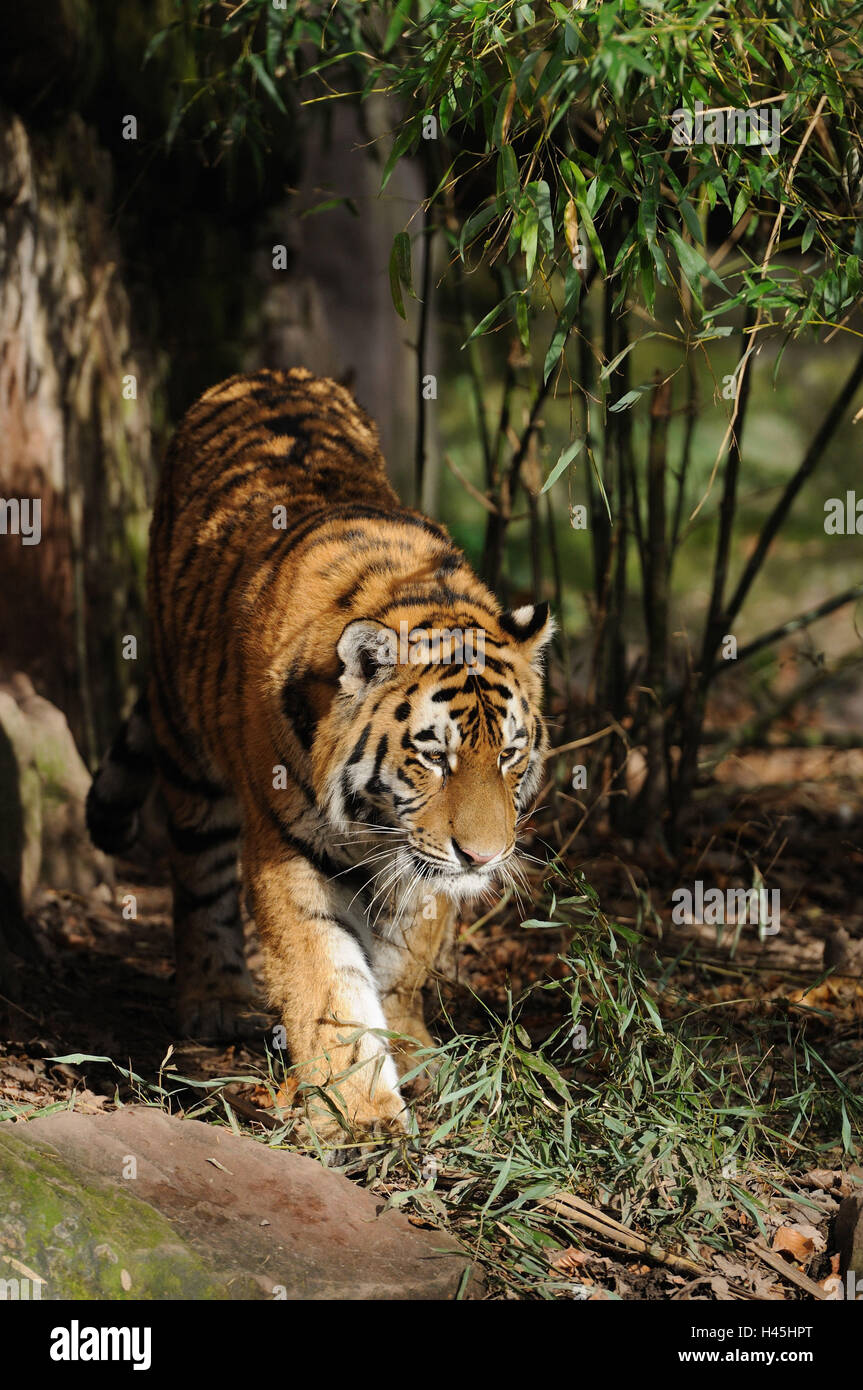 Sibirischer Tiger, Panthera Tigris Altaica, frontal, gehen, Stockfoto