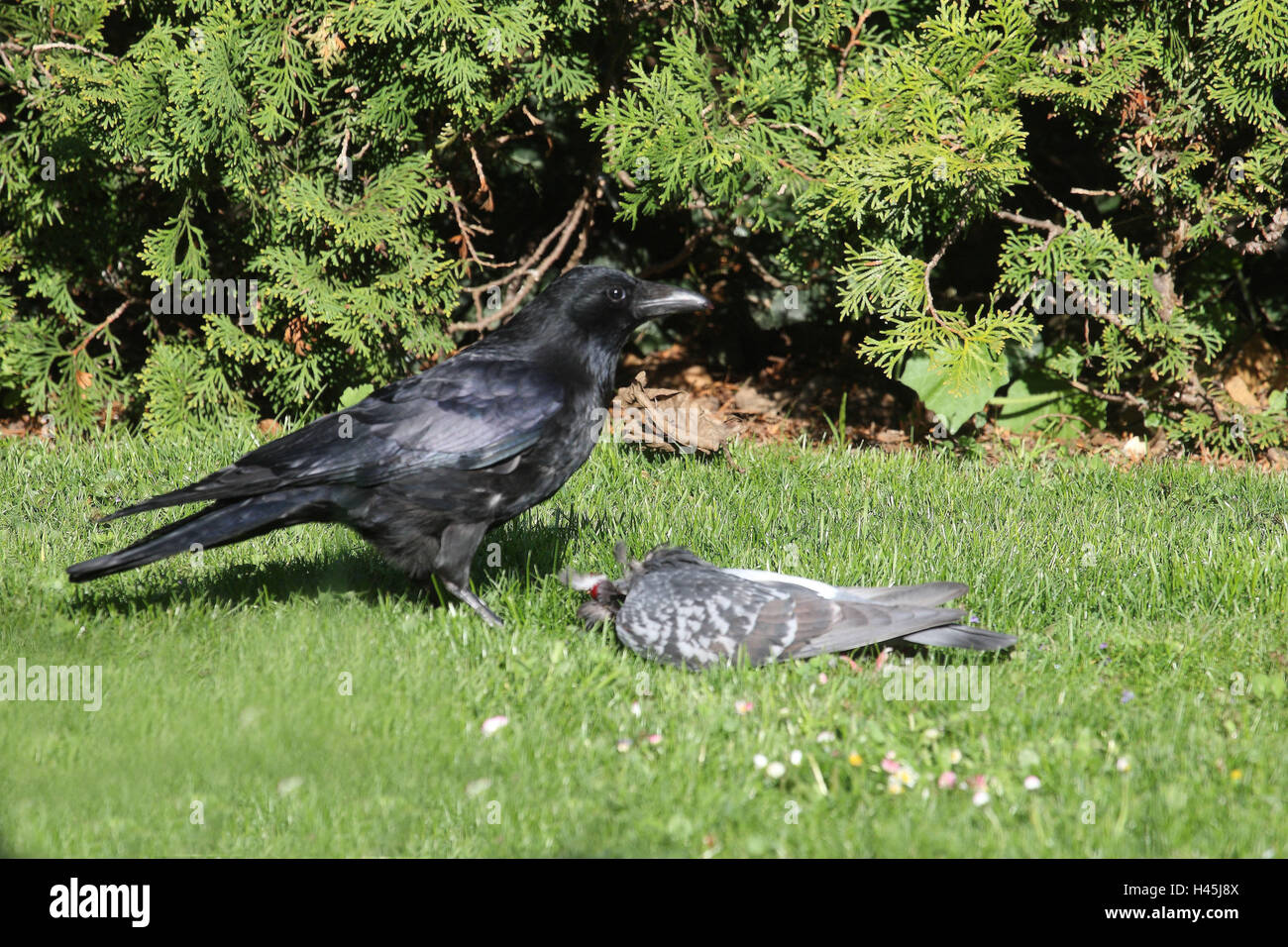 Rabe Krhe in tote Taube Stockfotografie - Alamy