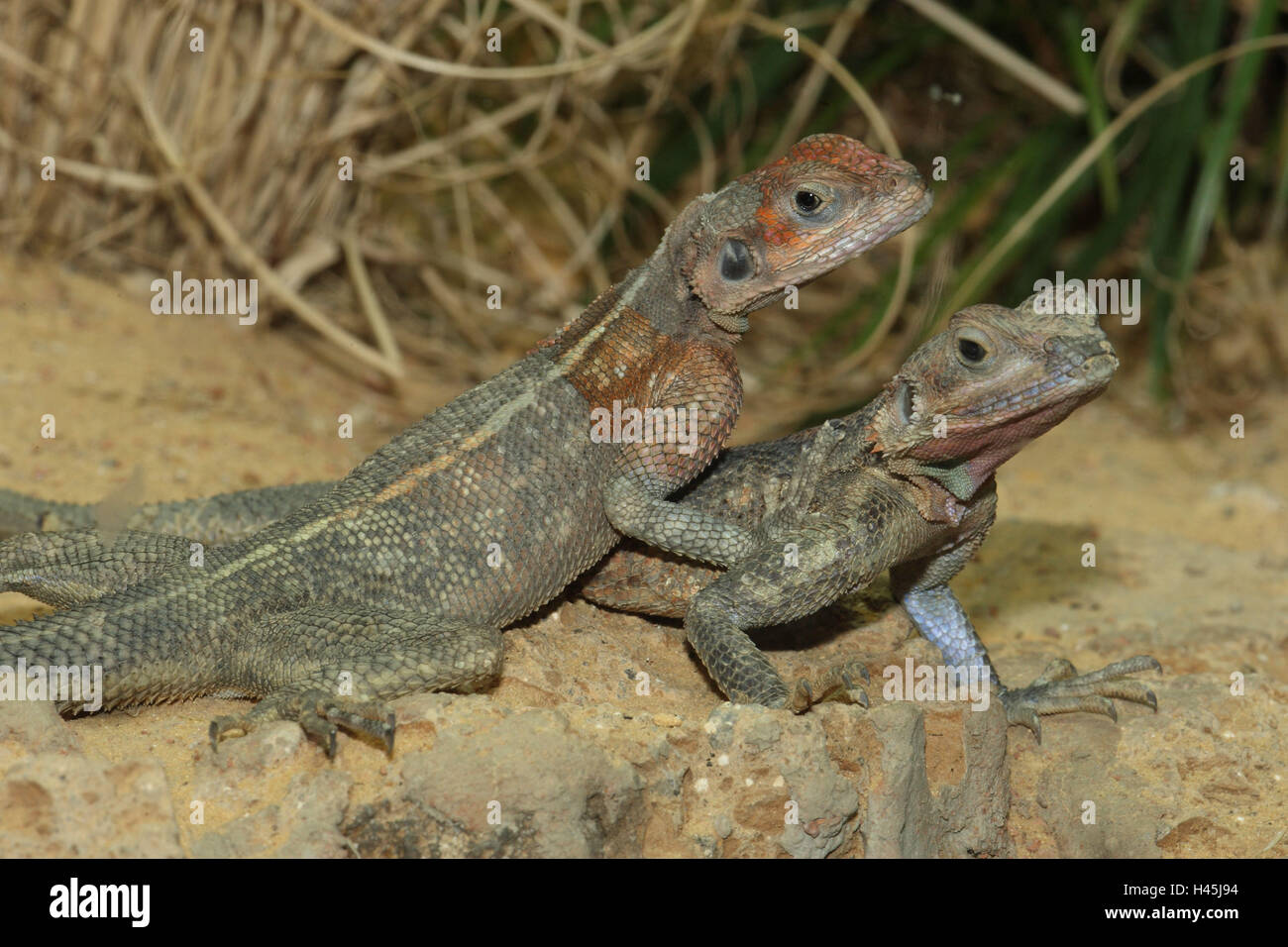 Lila Agamen, Agama Mwanzae, Stockfoto