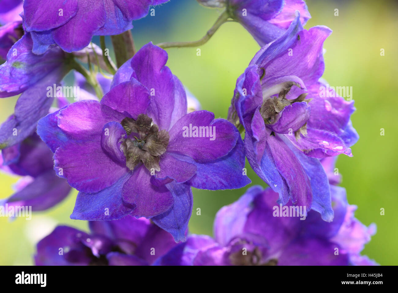 Hoher Rittersporn, Delphinium Elatum, Stockfoto