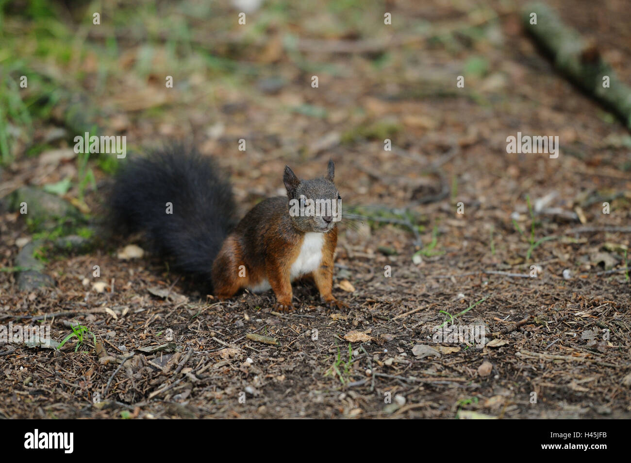 Eichhörnchen Sciurus Vulgaris, Waldboden, Kopf, stehen, in die Kamera Fokus im Vordergrund anzeigen Stockfoto