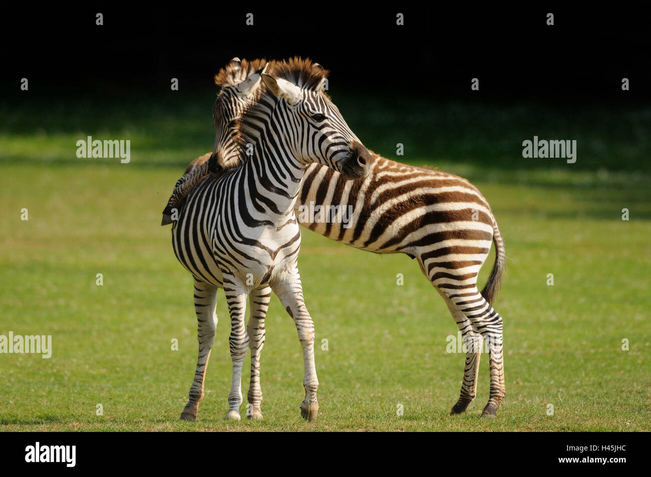 Böhmzebra, Equus Quagga Boehmi, Wiese, Ständer, Stockfoto