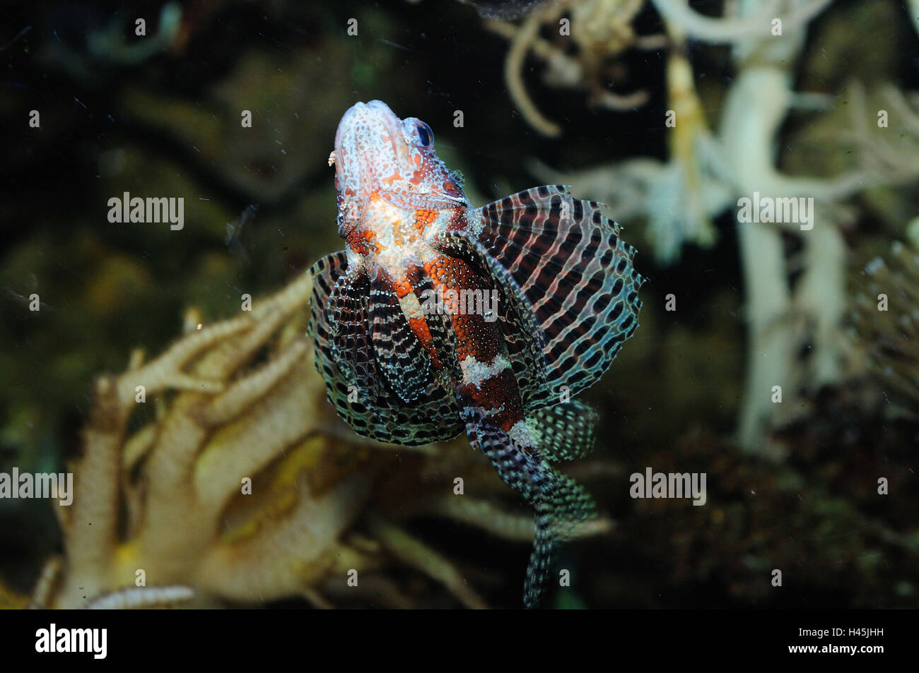 Roter Zwerg Feuer Fische, Dendrochirus Brachypterus, Schwimmen unter Wasser, frontal, Stockfoto