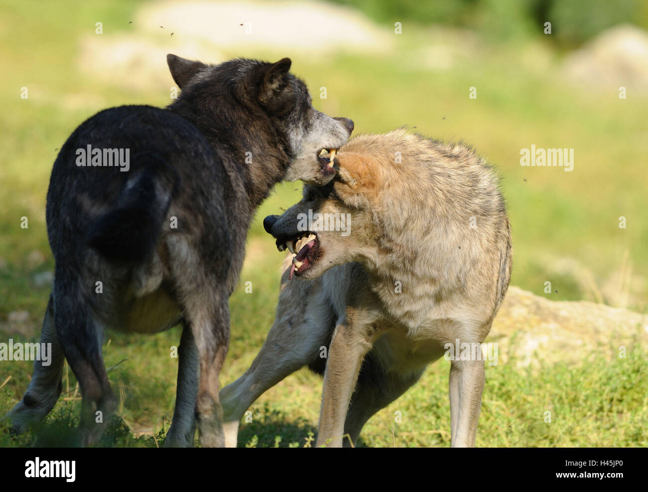 Timberwölfe, Canis Lupus LYKAON, Wiese, Ständer, Deutschland, Stockfoto