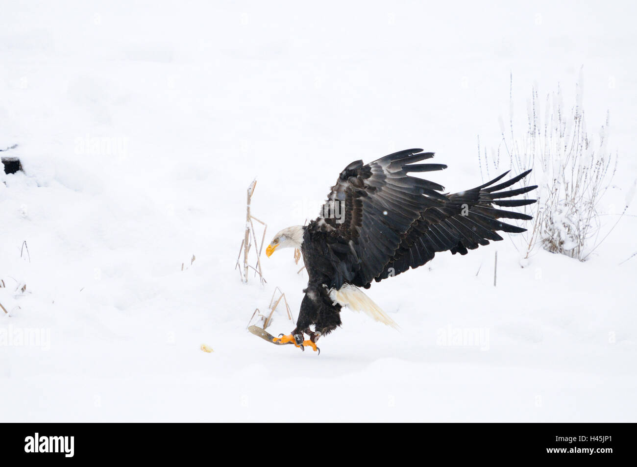 Weißkopfseeadler Haliaeetus Leucocephalus, Schnee, Seitenansicht, Landung, Stockfoto