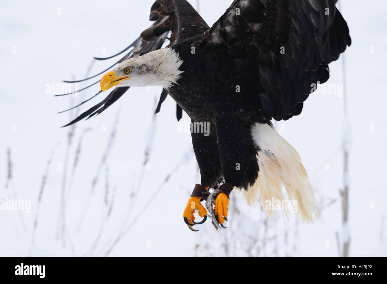 Weißkopfseeadler Haliaeetus Leucocephalus, Schnee, Seitenansicht, Landung, Stockfoto