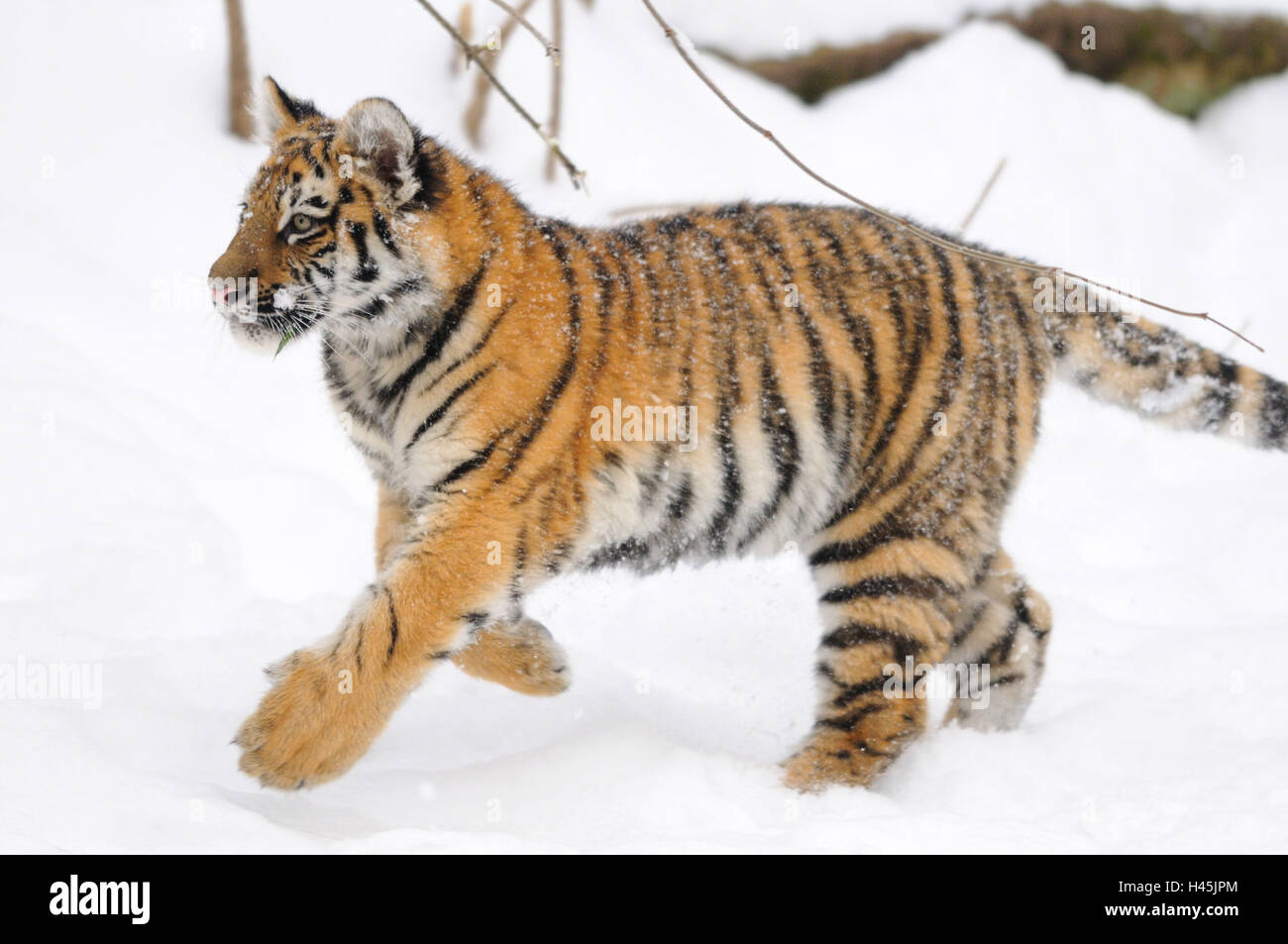 Baby Tiger Hunt Stockfotos Und Bilder Kaufen Alamy