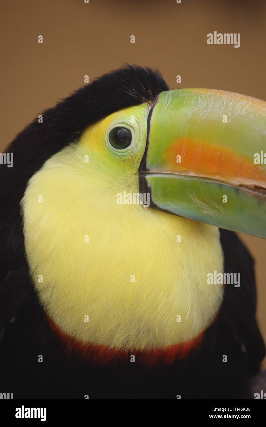 Angeln Tukan, Ramphastos Sulfuratus, Stockfoto