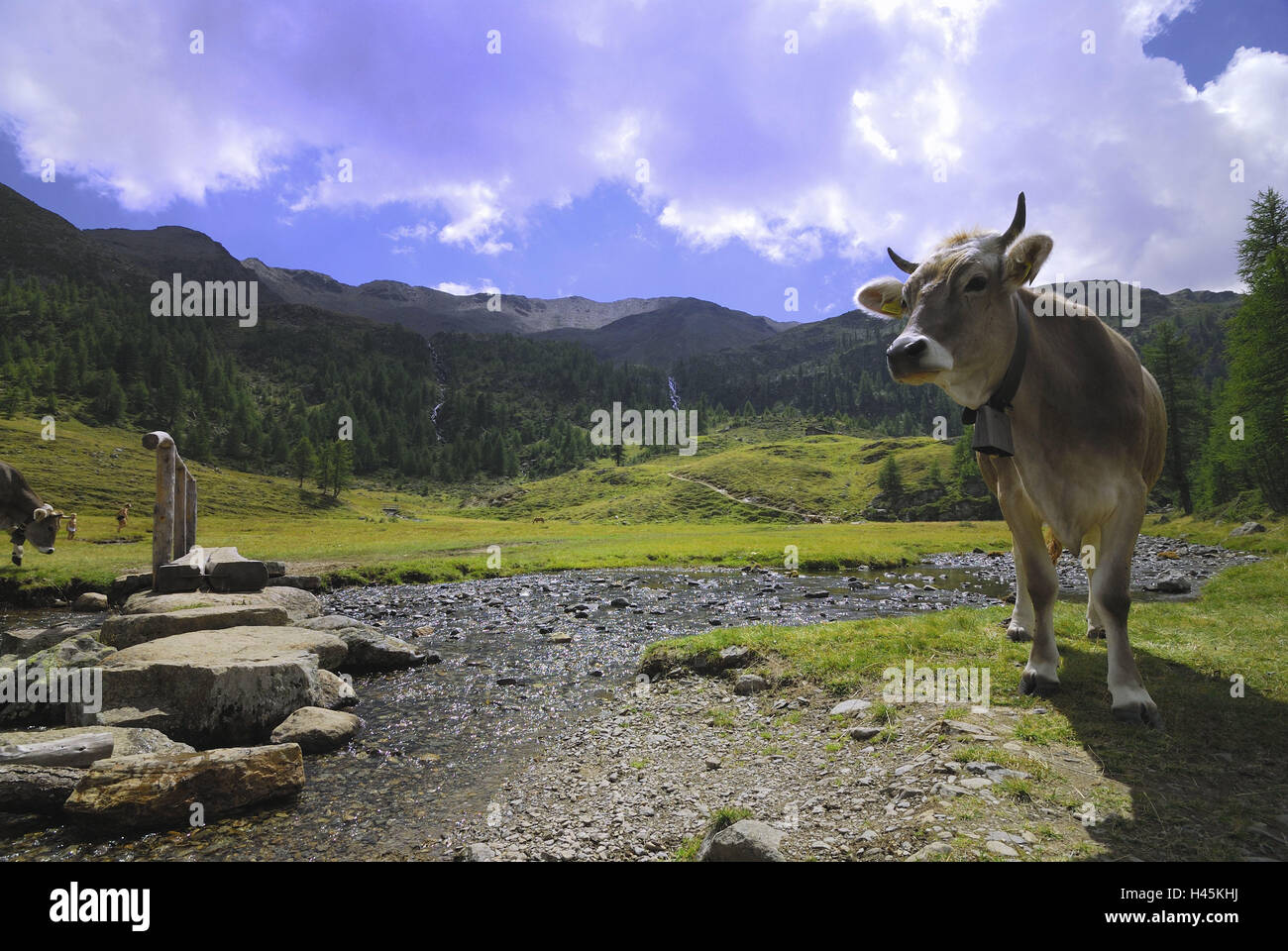 Italien, Südtirol, Ultental, Berglandschaft, Alpine Rasen, Kühe, Bach, Brücke, Sommer, Landschaft, Berge, Berge, Bergmassiv, Rinder-Wirtschaft, Landwirtschaft, Alp Wirtschaft, Tiere, nutzen Tiere, Rinder, Alp, Wiese, Weide, Bergbach, Bachbett, Bergbach, Bachlauf, Sommerurlaub, Berg Idylle, Rest, Weide Position, Alm, Alm, Alm, Natur, Hochwald, Alp-Sommer, Idylle, bewölkten Himmel, Teaser, Stockfoto