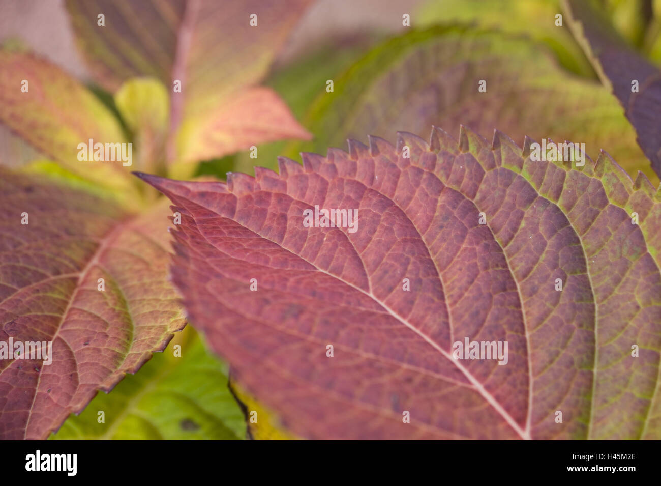 Hortensien, Hydrangea spec, Detail, Blätter, Herbst, Stockfoto