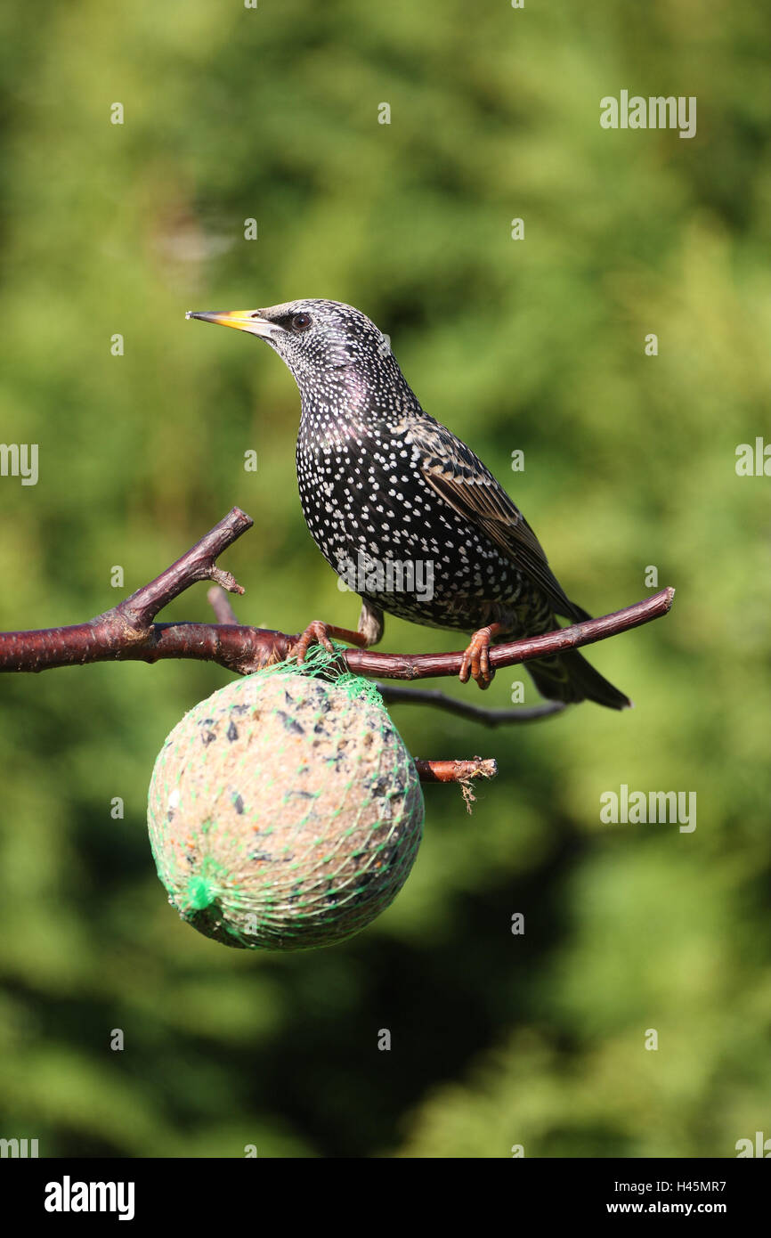 Zweig, Glaukom, Sturnus Vulgaris, Sit, Futter Knödel, Balz, Hof, Deutschland, Vogel, wildes Tier, Baum, Tier, Singvogel, Knödel, Futter, Vogelfutter, Stockfoto