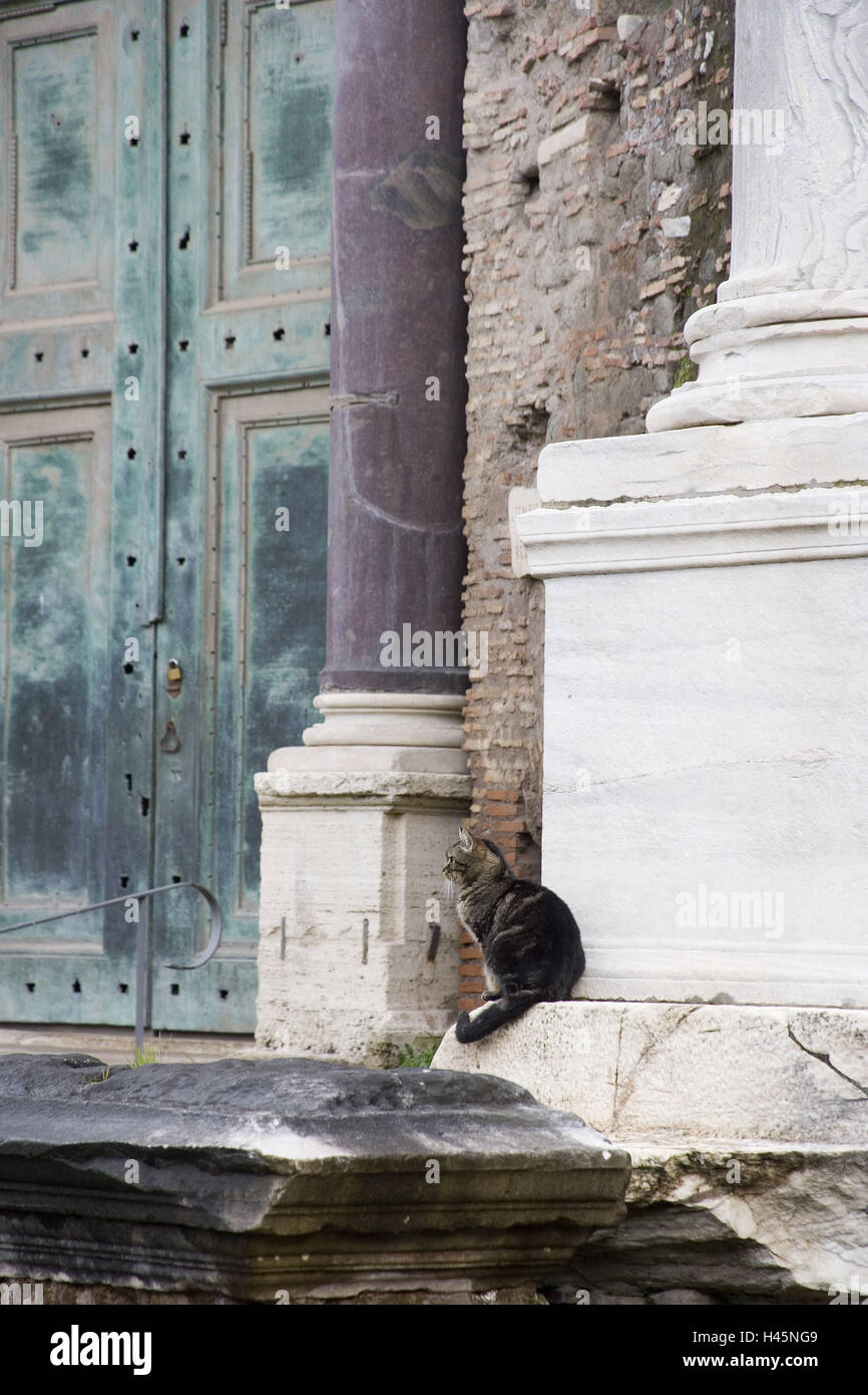Forum Romanum, Ruine, Katze, Rom, Italien, Stockfoto