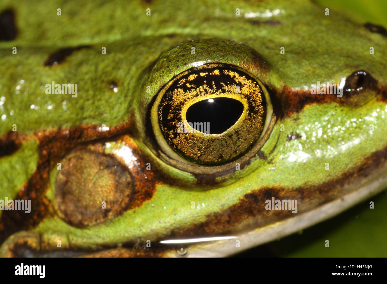 Teich Frosch, Rana Esculenta, Detail, Auge, Stockfoto