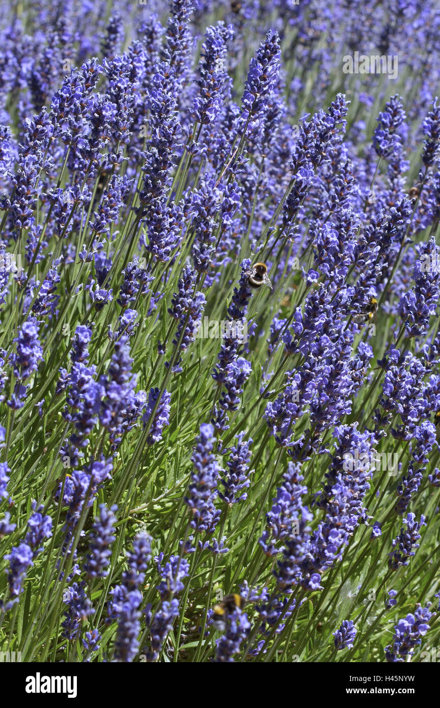 Echter Lavendel, Lavandula Angustifolia, blüht, Hummeln, Stockfoto