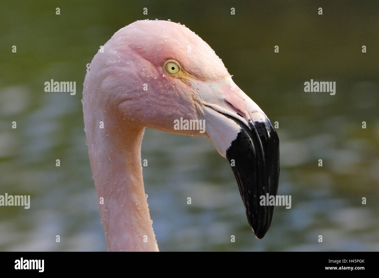 Rose es Flamingo Phoenicopterus Ruber, Porträt, Stockfoto
