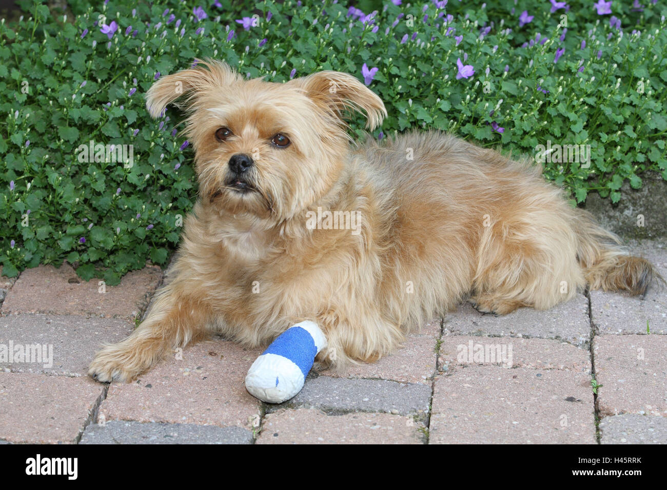 Verletzte Pfote Hund