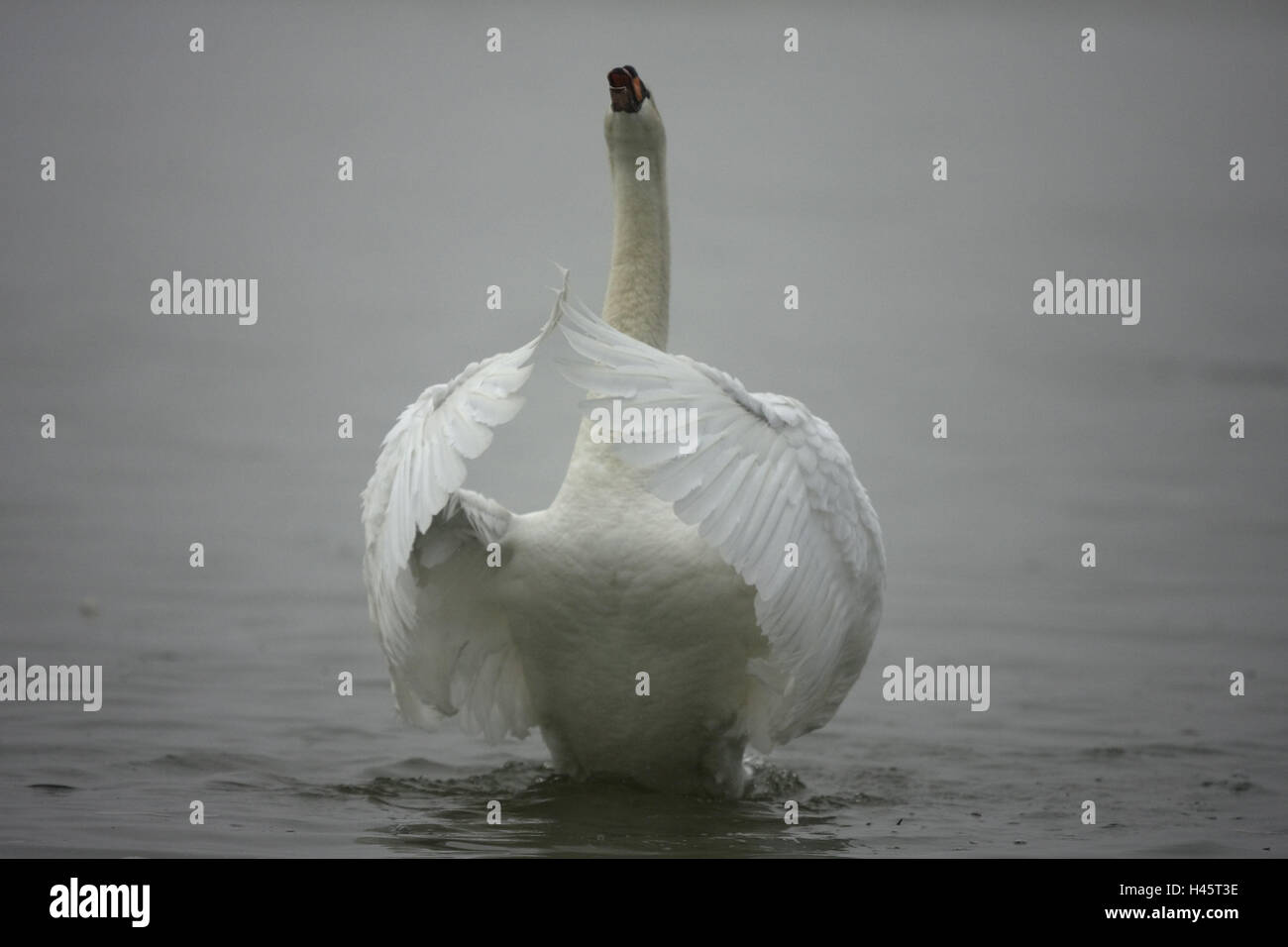 Buckel-Schwan, Cygnus Olor, Wasseroberfläche, Bewegung, Klappe, Stockfoto