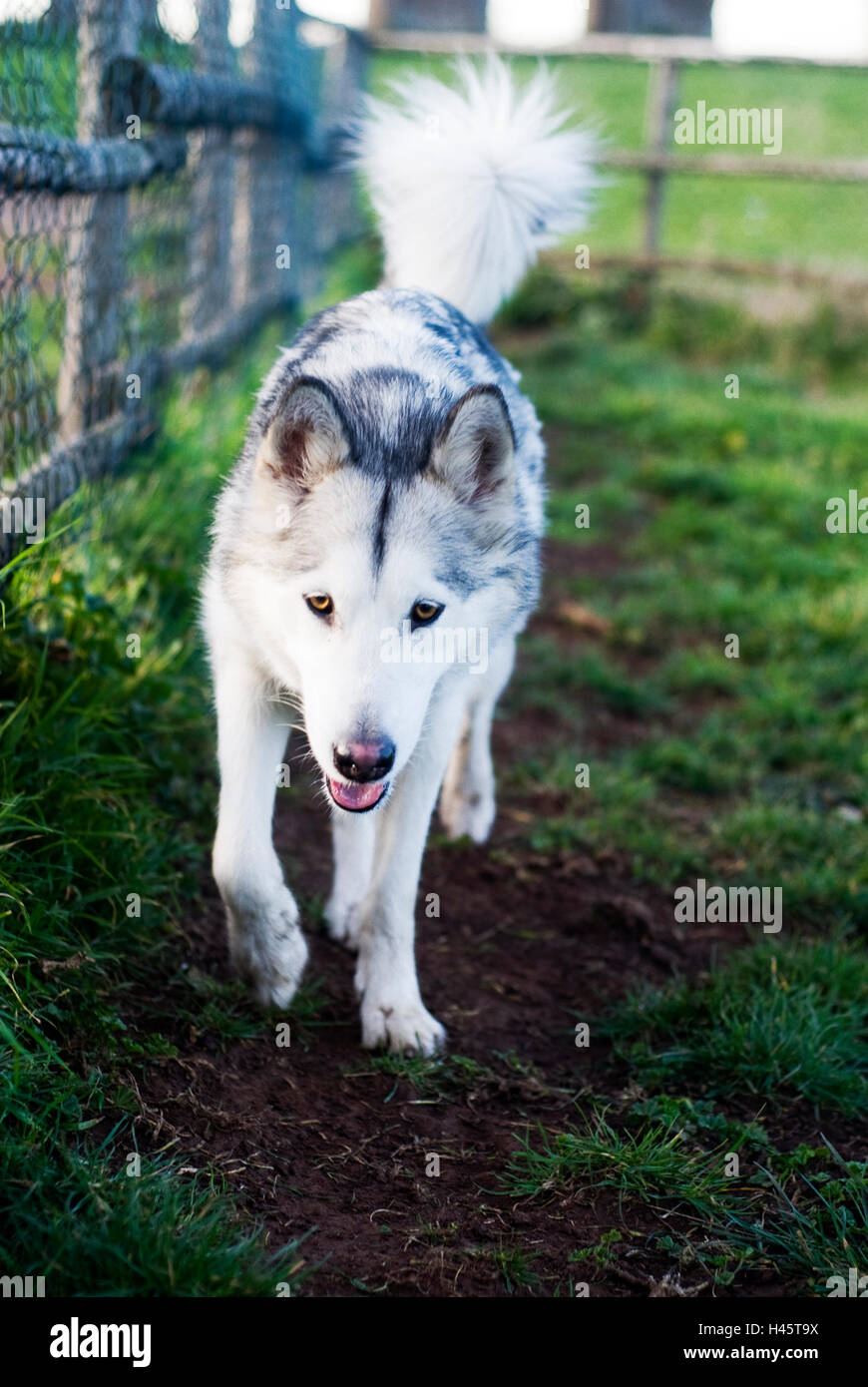 Alaska Malamutte Hund Stockfoto