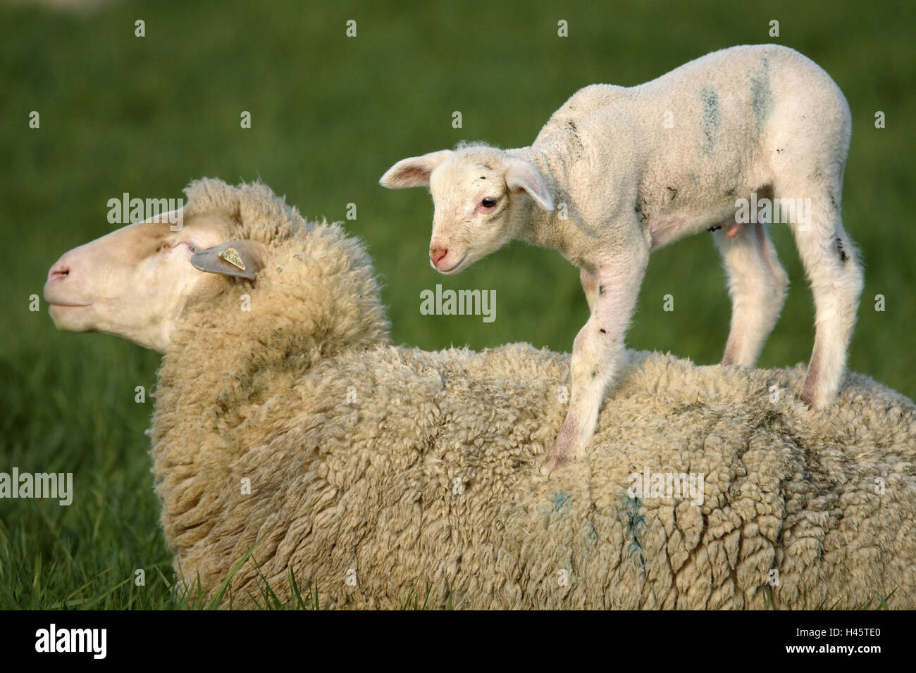 Merino-Schafe, Lamm, dam, Rücken, Ständer, Stockfoto