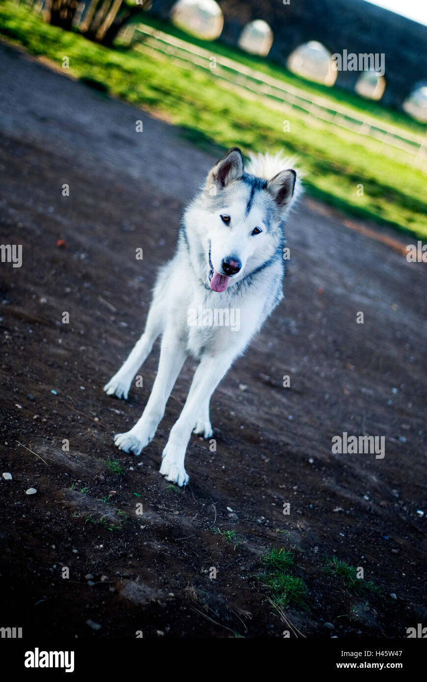 Alaskan Malamute Hund Stockfoto