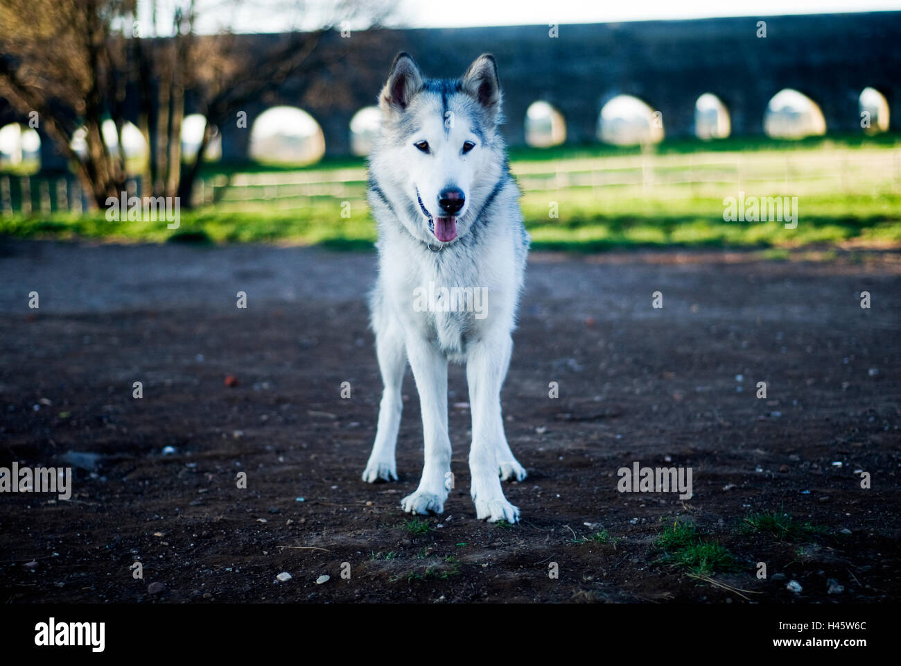 Alaskan Malamute Hund Stockfoto