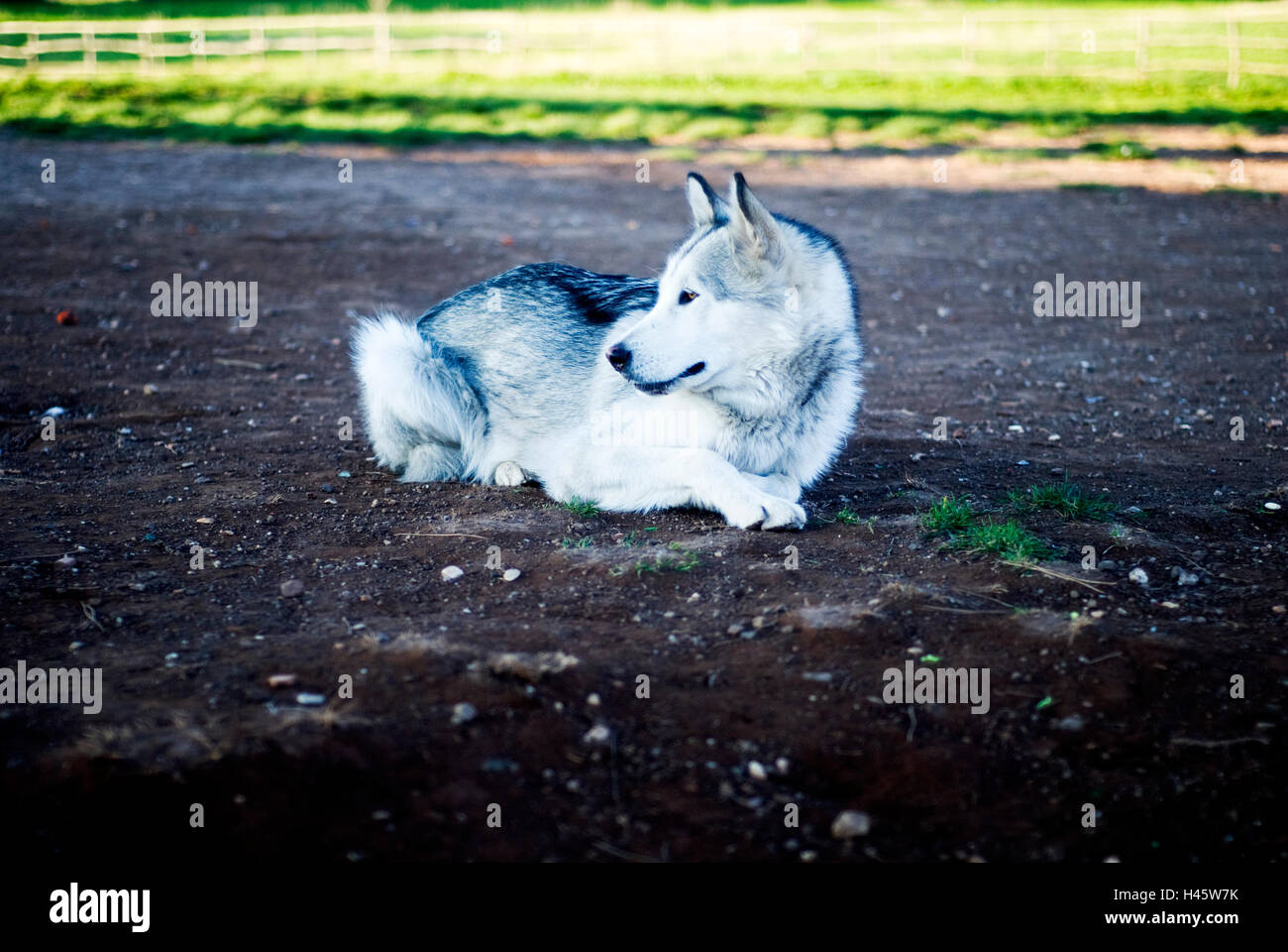 Alaskan Malamute Hund Stockfoto